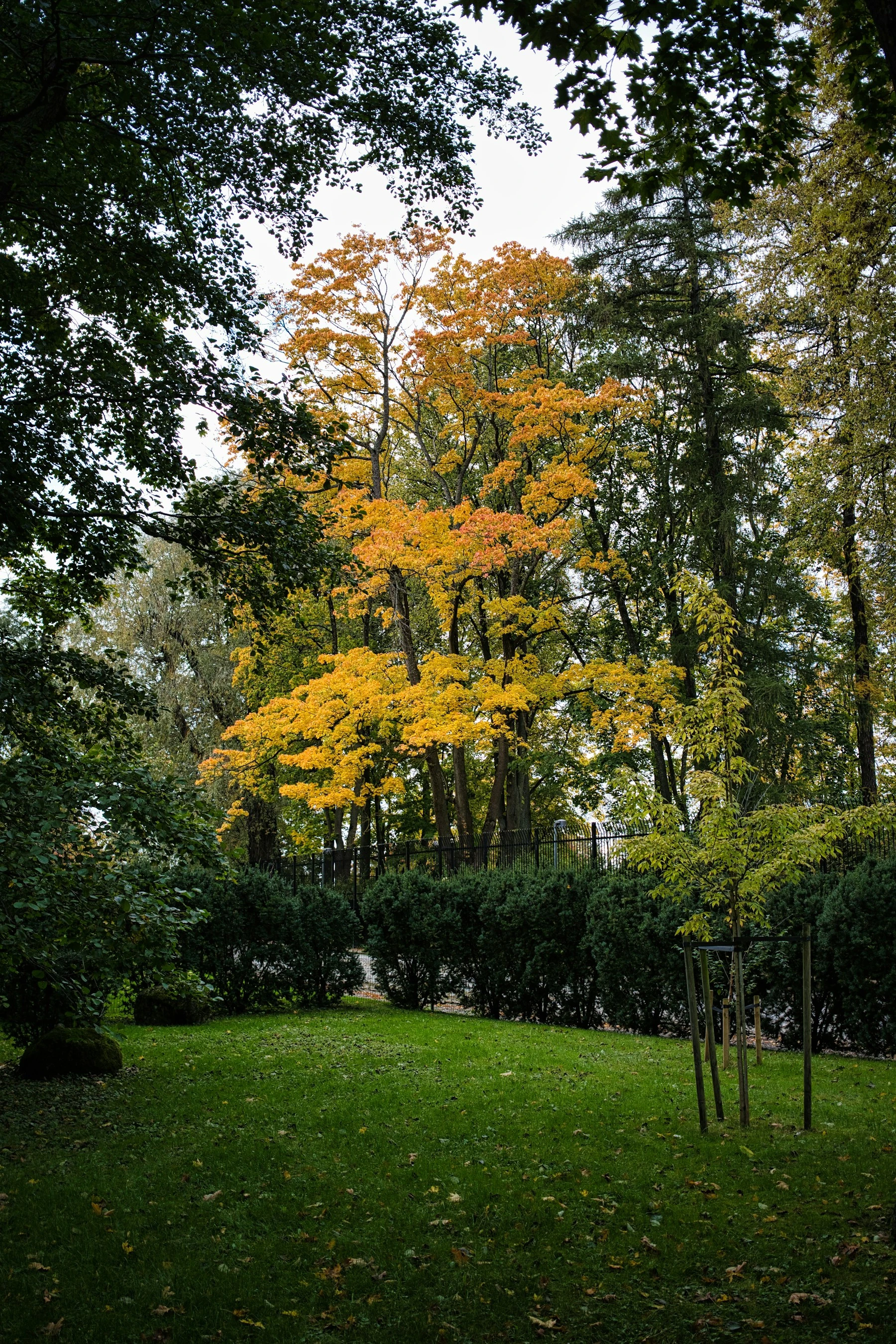 A garden lawn with fallen leaves beneath a tree turning orange and gold