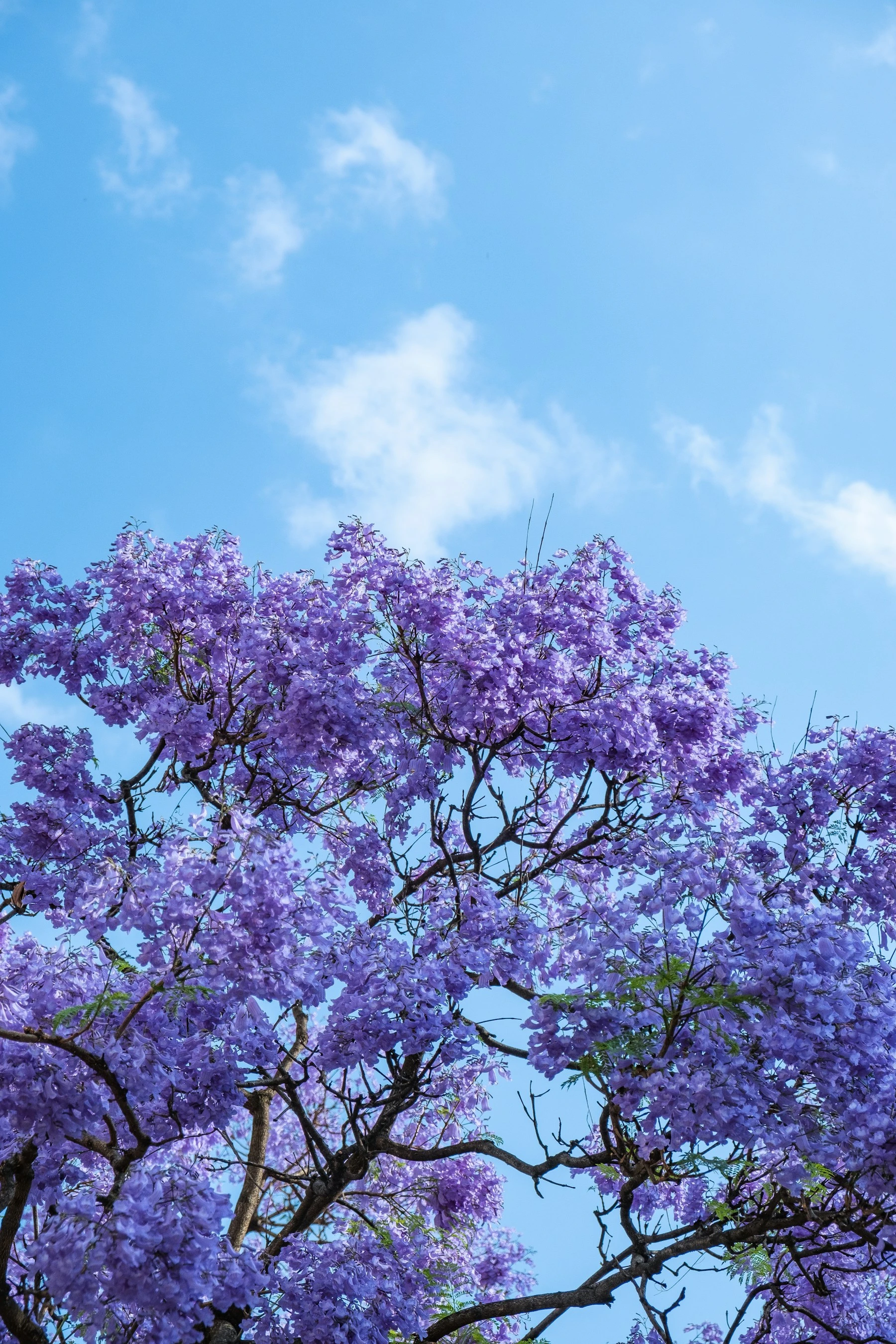 A jacaranda tree in full purple bloom against a blue sky