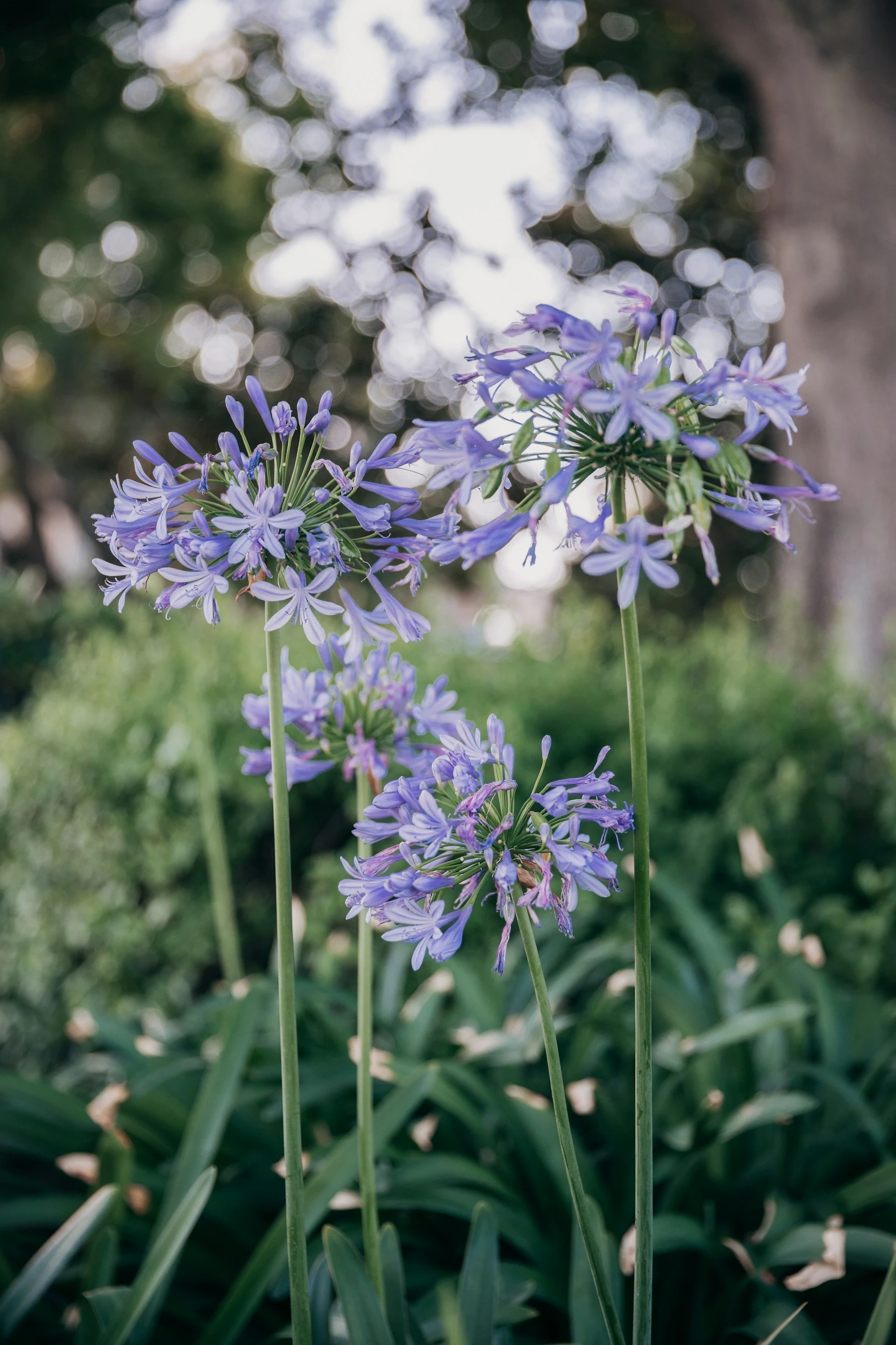 Blue agapanthus flowering in a summer garden