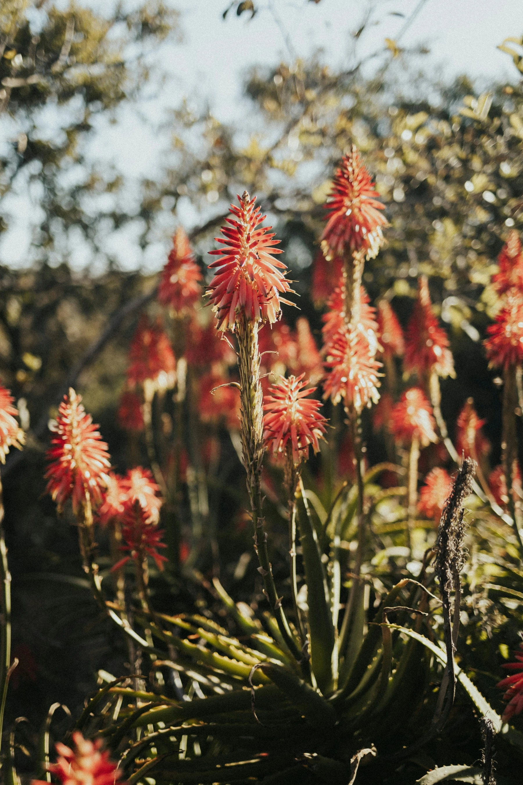 Aloes flowering red and orange in low winter sun